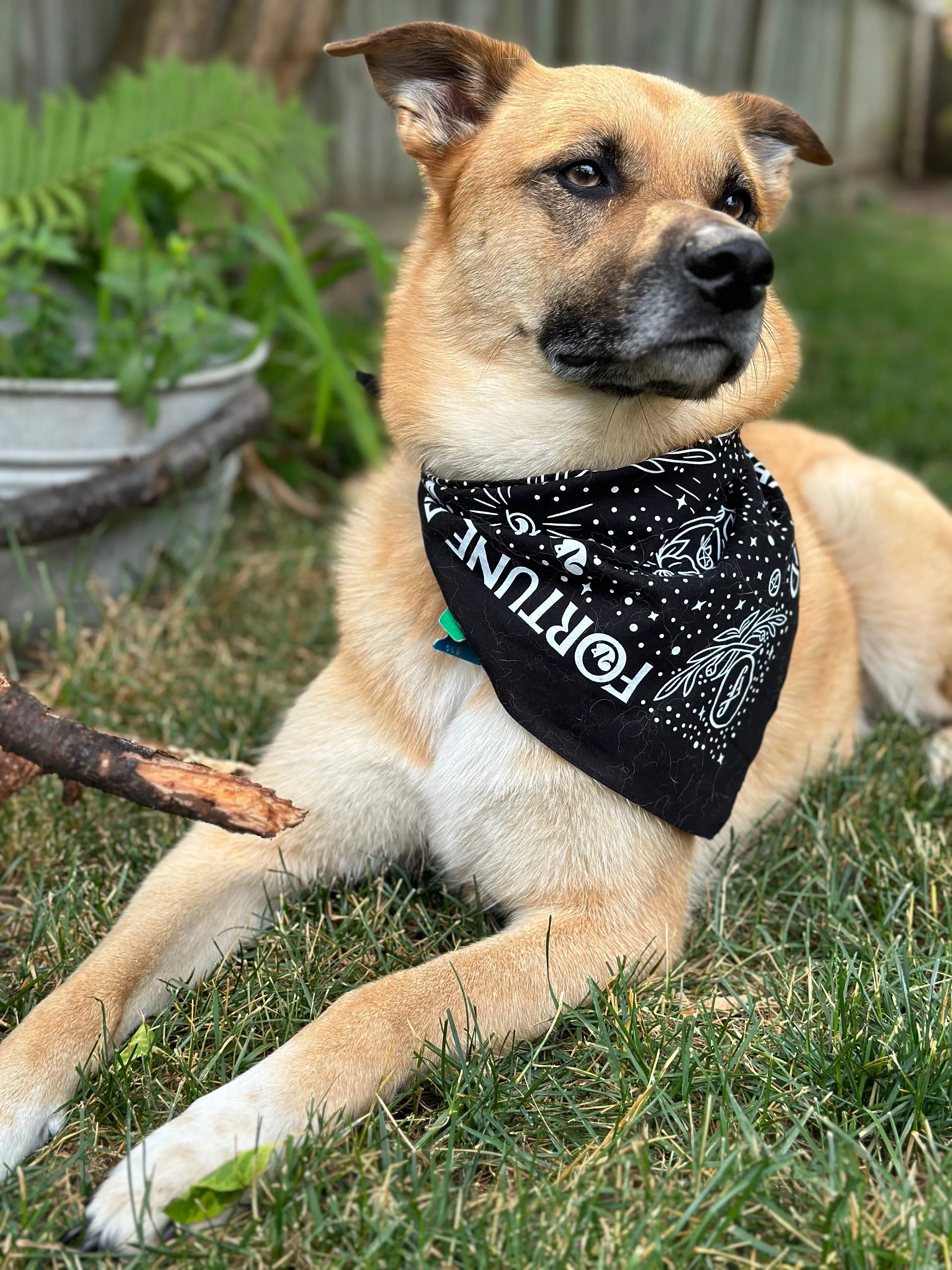 Bandana