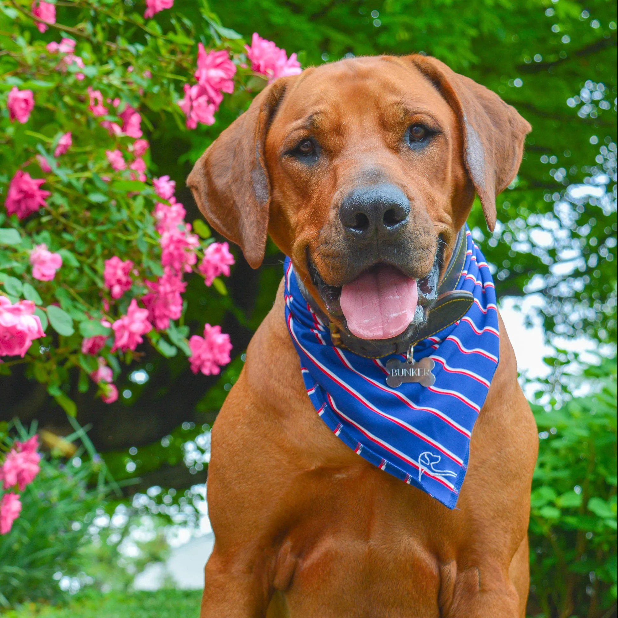 The Old Glory Stripe | Performance Bandana | The Old Glory Stripe - Ocean Blue/Classic Red/White